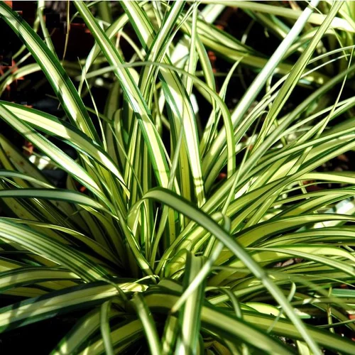 Qualité au jardin：Carex ou Laîche au feuillage multicolore - Le pot de 2 litres