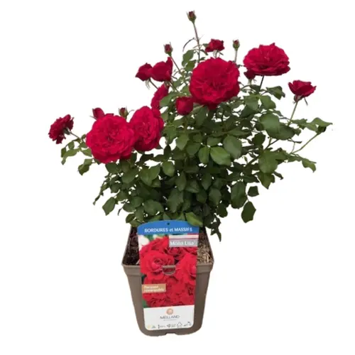 Choix au jardin:Rosier rouge Simone Veil®. Le pot de 5 litres