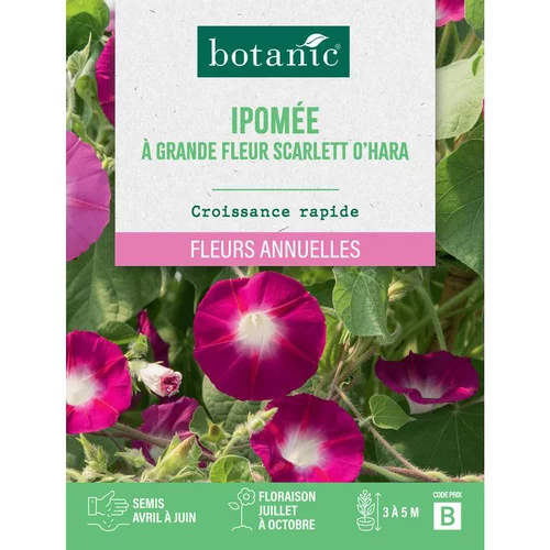 Le pratique pour l’extérieur：Graines de fleurs d'Ipomée à grande fleur Scarlett O'hara botanic®