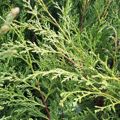 Pour votre jardin：Cupressocyparis Leylandii type 2001 125/150 en pot de 10 L