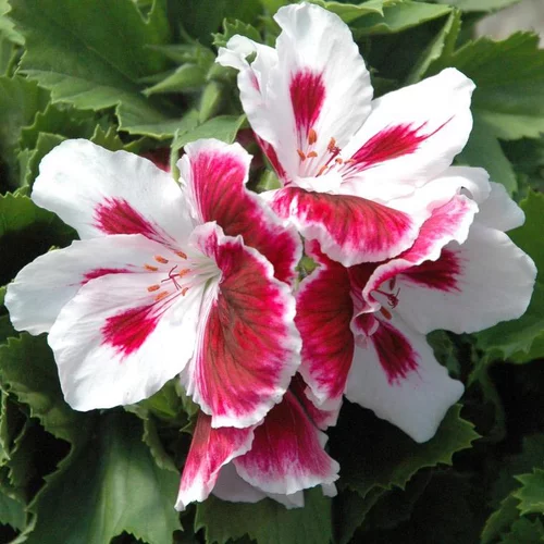 À adopter au jardin：Pélargonium à grandes fleurs - Le pot de 2 litres