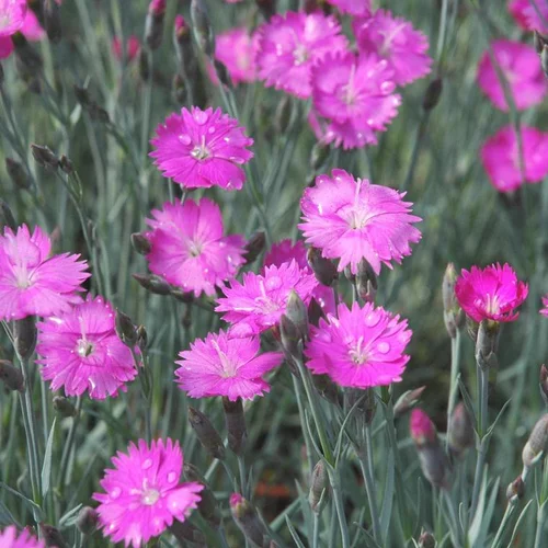 Une touche extérieure：Œillet des Alpes ou Dianthus alpinus à fleurs roses - Le pot Ø 10,5 cm