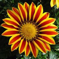 Accessoire extérieur：Gazania multicolore. Le pot de 3 litres