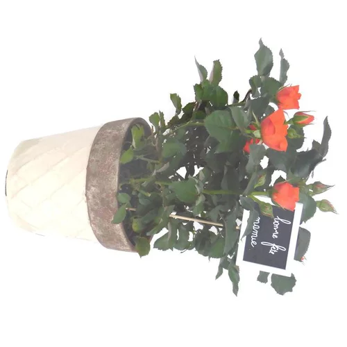 Pour tous vos besoins extérieurs：Rosier miniature - Avec cache pot