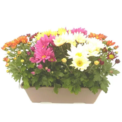 Jardin qualité：Chrysantheme Americain Multicolore - La jardinière de 40 cm