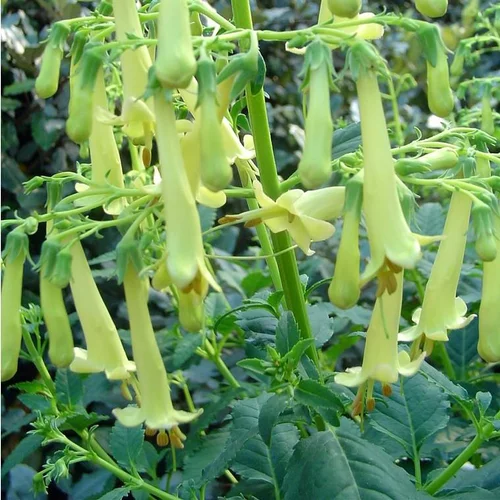 Sélection pour le jardin：Phygelius Capensis Creme - Le pot de 4 litres