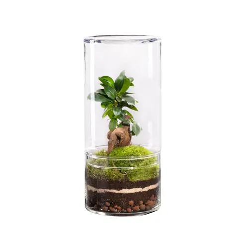 Équipement au jardin:Terrarium autonome botanic® Green Tower Ginseng - Taille M Ø 12 cm H 27 cm