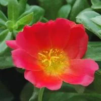 Bien pour le jardin：Pourpier à fleurs simples - Le pot de 12 cm