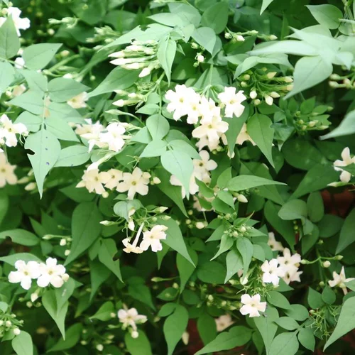 Pour donner du style à l’extérieur:JASMIN OFFICINALE CLOTTED CREAM. Le pot de 4 litres
