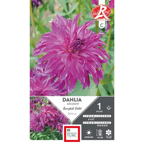 Le jardin au quotidien:Dahlia décoratif Bangkok violet Ernest Turc - 1 bulbe