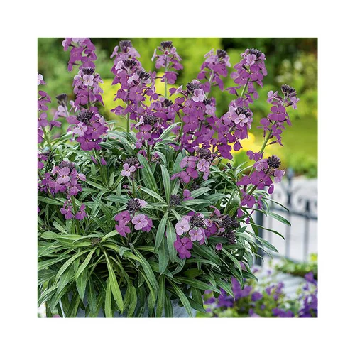 Extérieur durable:Erysimum linifolium - Le pot de 2,5 litres