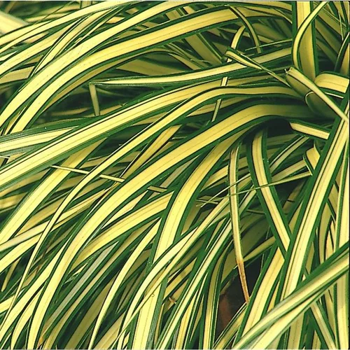 Jardin à découvrir:Carex oshimensis Evergold ou Laîche d'Oshima Evergold jaune - Le pot de 1 litre
