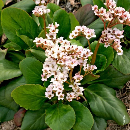 Un choix pratique pour le jardin：Bergenia Dragonfly Angel Kiss - Le pot de 4 litres