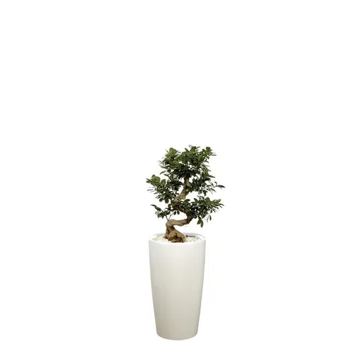 Pratique pour l’extérieur:Ficus ginseng S-Type et son pot Rondo premium Ø 32 blanc