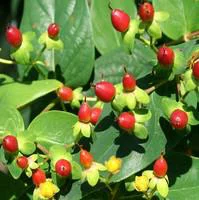 Pratique pour l’extérieur:Hypericum à fruits - Le pot de 1 litre