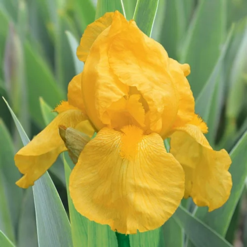 Pour vos espaces：Iris des jardins Ola Kala - Le pot de 1 litre