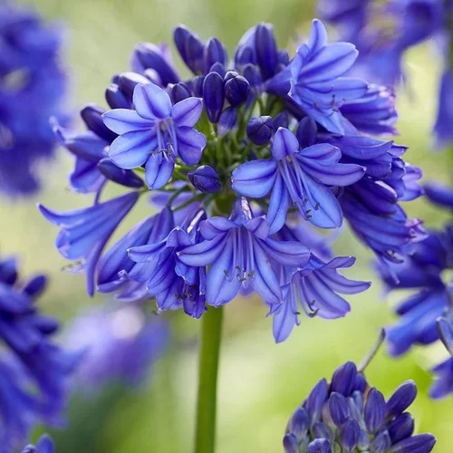 Bien utile au jardin:Agapanthe Blue Thunder. Le pot de 4 litres