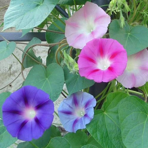 Solution au jardin：Ipomée ou Volubilis Tippi à fleurs multicolores - Le pot de 2,5 litres