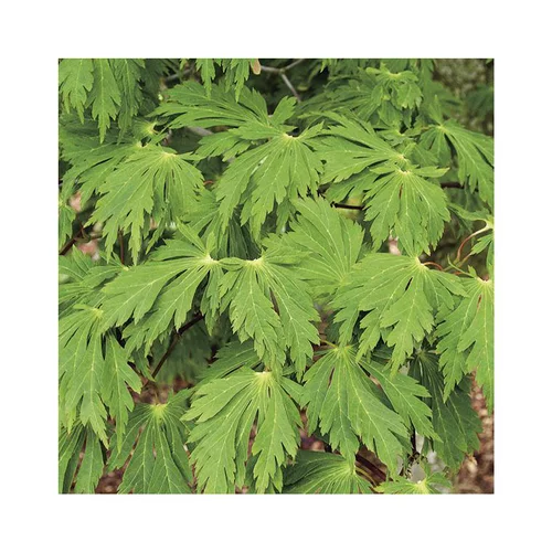 Une sélection pour l’extérieur:Erable du Japon (ACER JAPONICUM ACONITIFOLIUM ) Le pot de 7 litres