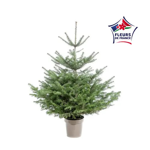 Une touche pratique au jardin：Sapin de Noël naturel en pot Nordmann botanic® - 125 à 150 cm