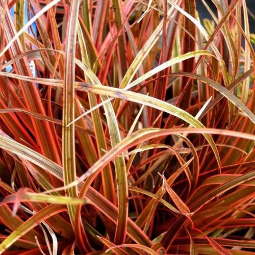 Équipement pour le jardin:Uncinia rouge - Le pot de 1 litre
