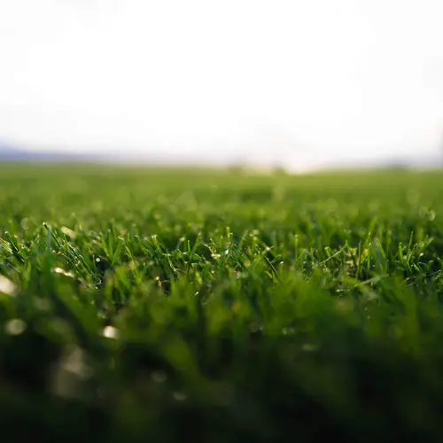 L’essentiel pour le jardin:Gazon naturel résistant à la sécheresse en rouleaux Les Gazons de la Hardt - prix pour une surface achetée totale de 51 à 150 m²