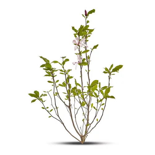 Un choix malin pour le jardin：Magnolia Soulangeana Susan - pot 7 L