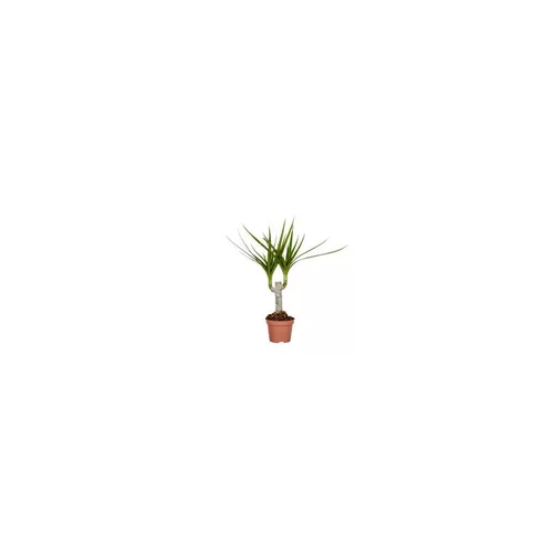 Votre jardin:Dracaena Marginata Tronc Plante Baby en pot Ø 5/6 cm