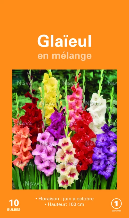 Nature jardin：Bulbes de fleurs Glaïeuls grandes fleurs en mélange botanic® – 2 bulbes