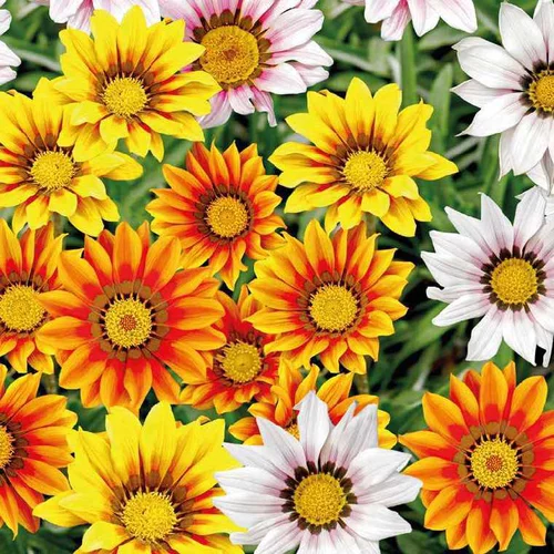 Pour mieux vivre dehors:Gazania - Le pot de 12 x 12 cm