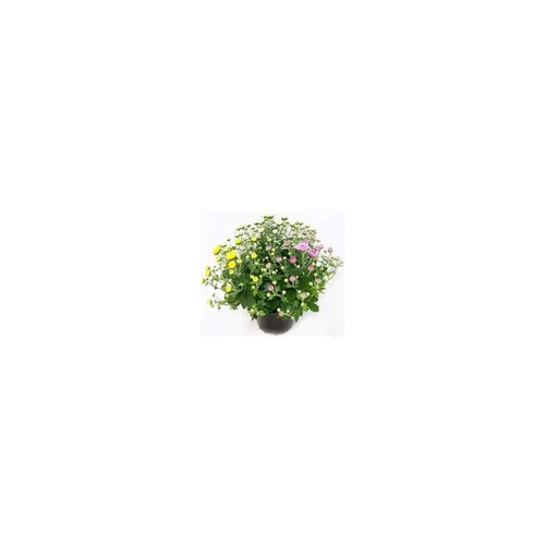 Autour du jardin：Mini Chrysanthème - Le pot de 1 litre