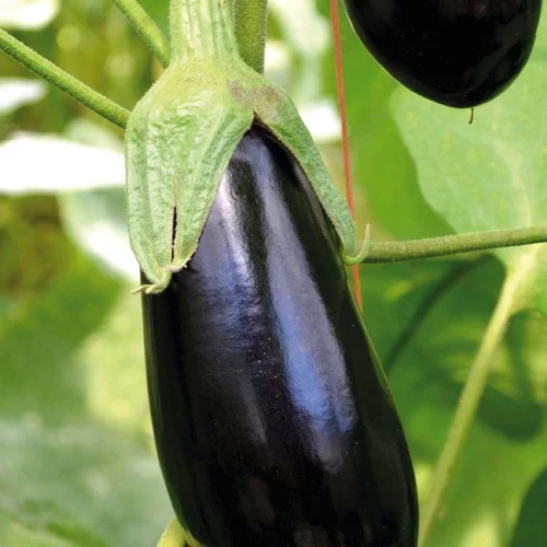 Sélection pour votre jardin：Aubergine Longue Baluroi F1 Bio. La barquette de 3 plants