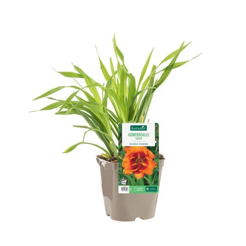 Tout pour le jardin:Hémérocalle ‘Tigger’ - Le pot de 2 litres