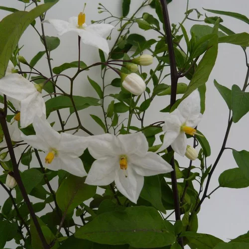 Espace vert facile:Solanum Jasminoides (Morelle faux jasmin) 90/120 échelle en pot de 3 L blanc