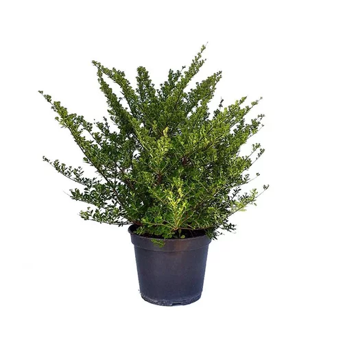 Pour vos besoins au jardin:Spirée Japonaise Nipponica Snowmound touffe. Le pot de 5 litres