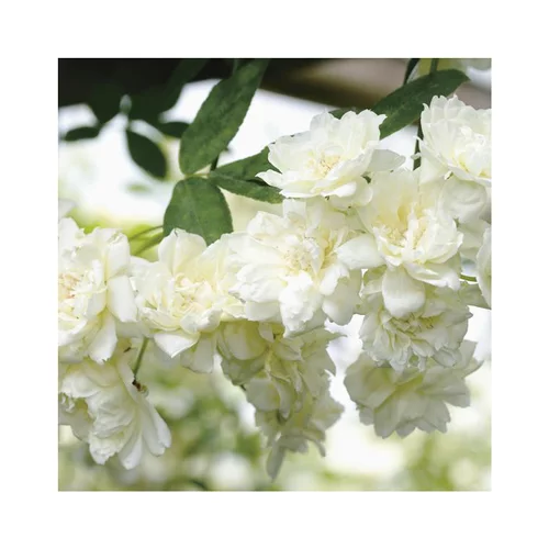 Sélection nature:Rosier liane de Banks blanc (ROSIER BANKSIAE ALBA PLENA) Le pot de 3 litres