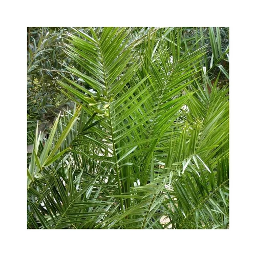 Jardin service：Palmier des Canaries. Le pot de Ø 25 cm
