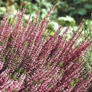 Pour la maison et l’extérieur:Calluna ou Bruyère commune variée rose. Le pot déco de 3 litres
