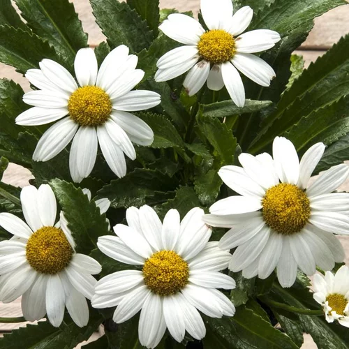 Idéal pour vos extérieurs：Marguerite d’été snowcap blanche en pot de 2 L