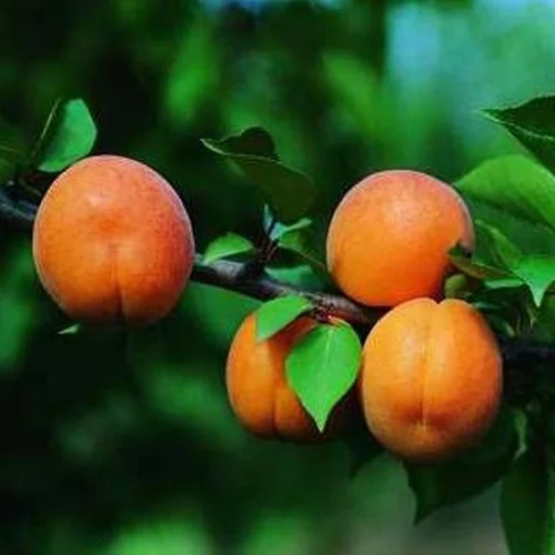 Plaisir au jardin：Abricotier Peche De Nancy. En racine nue, forme gobelet