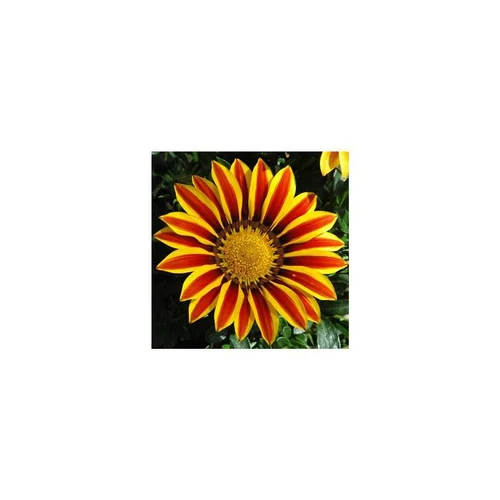 Extérieur solution：Gazania Rigens - Le pot de 1 litre