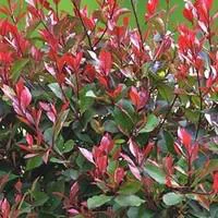 Espace vert utile：Photinia - Le pot de 10.5 cm