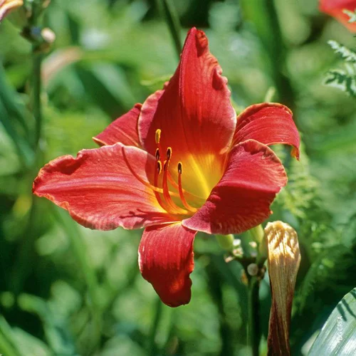 Extérieur qualité:Hémérocalle ou Lys d'un jour à fleurs multicolores - Le pot de 2 litres