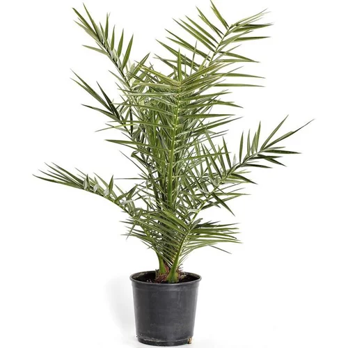 Une solution pour le jardin:Phoenix Canariensis ou Dattier des Canaries en pot de 1,2 L