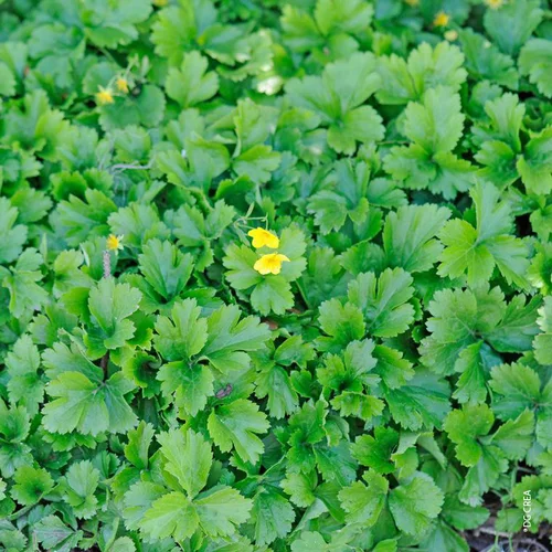 Tendance au jardin：Waldsteinia Ternata - Le pack de 6 plants