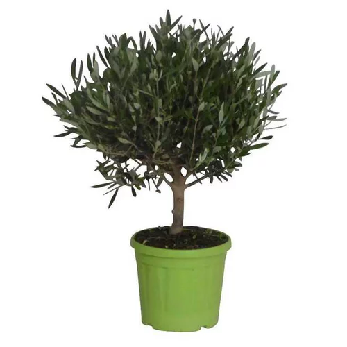 Pensé pour le jardin：Olivier touffe en pot de 9 litres