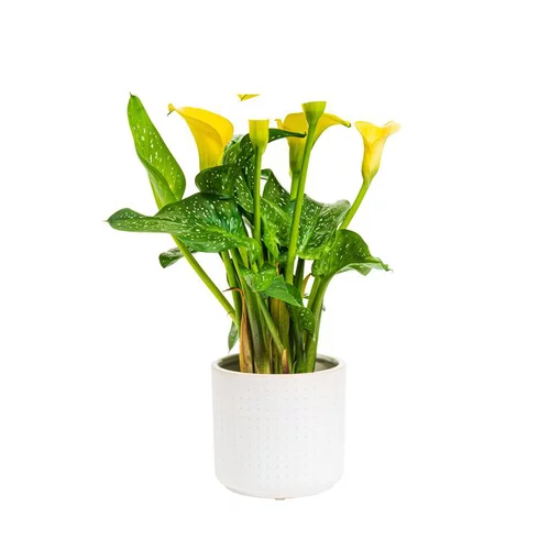 Pour l’extérieur:Calla mix + cache-pot de 10.5 cm