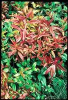 Loisirs jardin:Leucothoe Scarletta. Le pot de 4 litres
