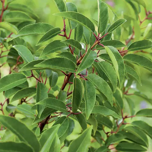 Jardin confort:Laurier du Portugal ‘Angustifolia’ vert. Le pot de 7L