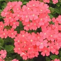 À découvrir pour le jardin：Verveine érigée - La jardinière de 50 cm